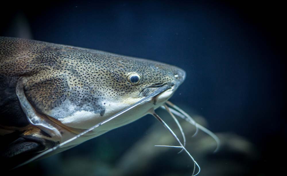 Catfish